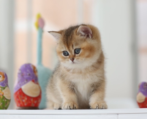 BRITISH SHORTHAIR MIX SCOTTISH FOLD IN ONTARIO