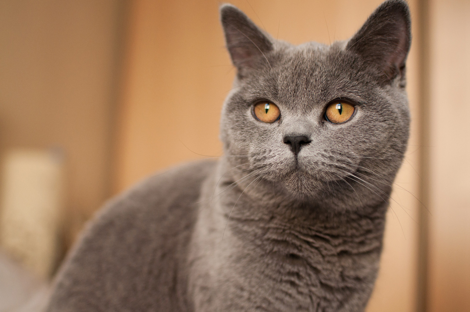 british shorthair kittens for sale in Ontario