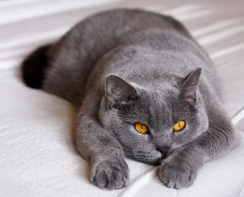 BRITISH SHORTHAIR MIX SCOTTISH FOLD IN ONTARIO