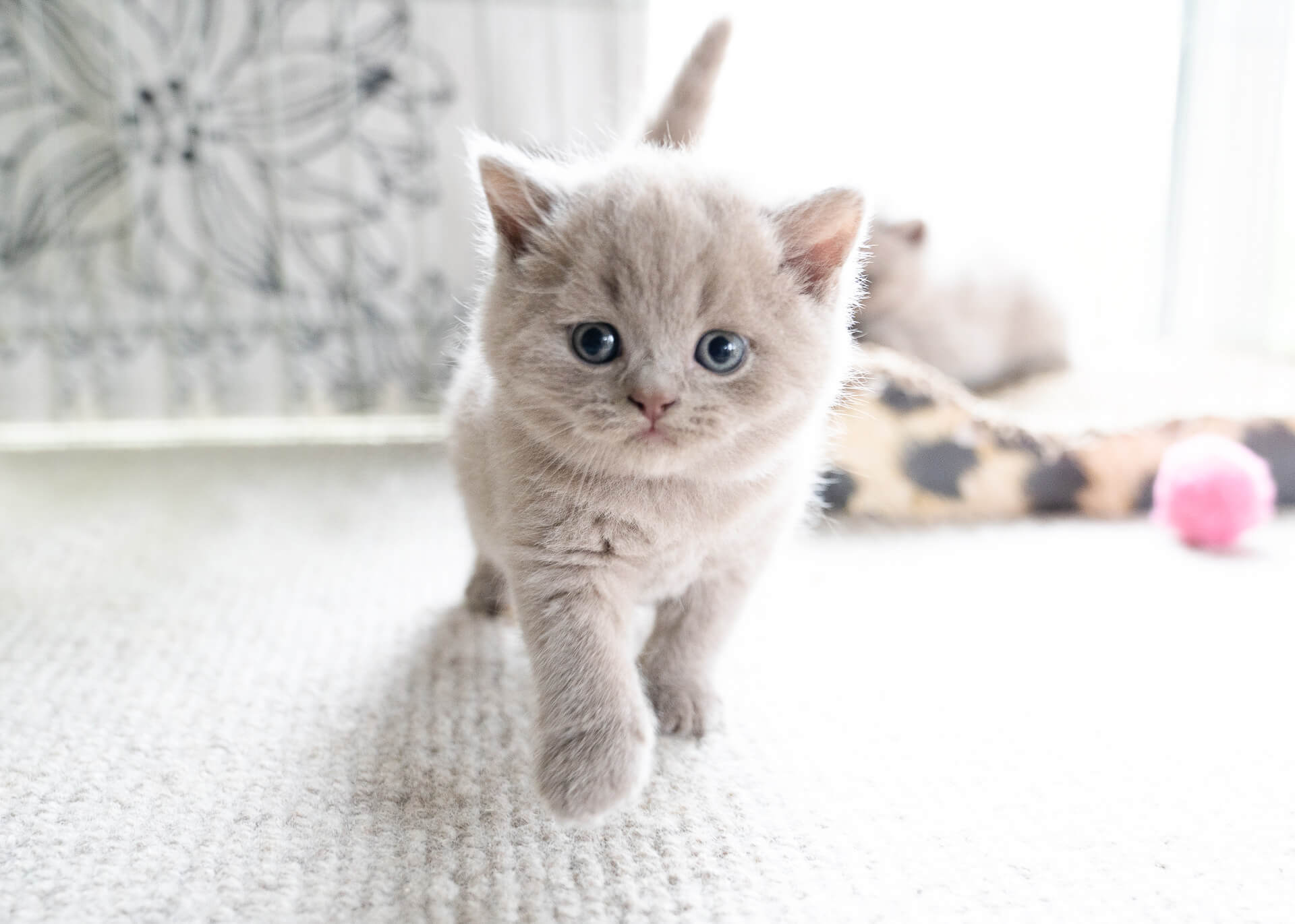 British shorthair kitten outlet cost