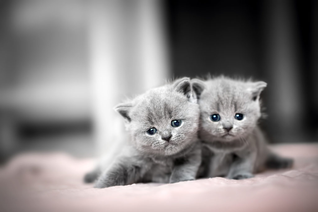 british shorthair kittens for sale in Ontario