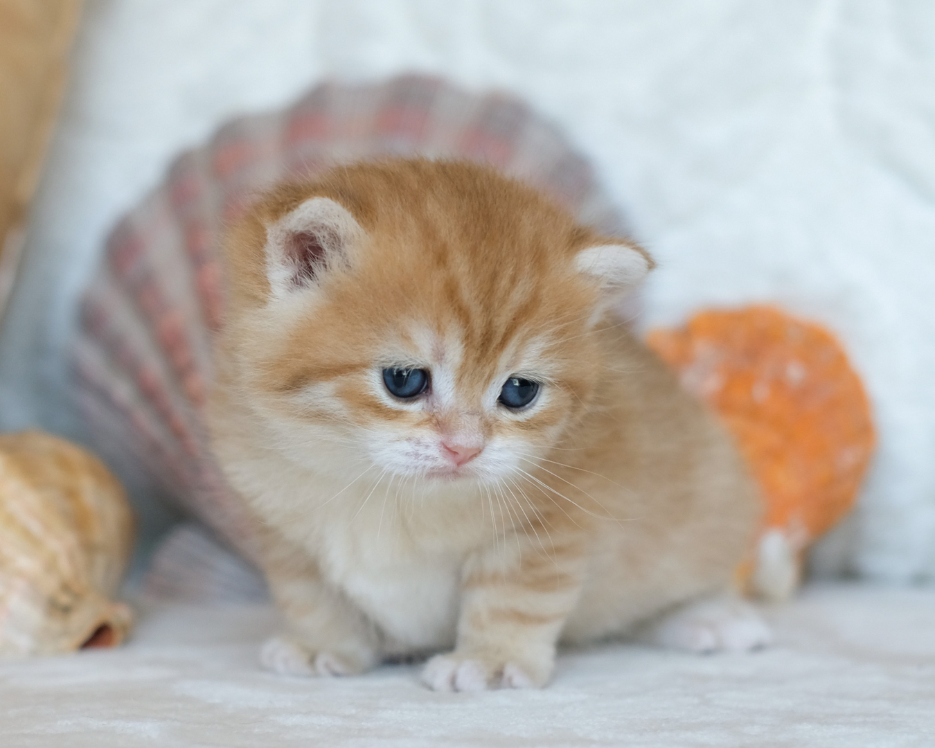 1 British Shorthair Kittens For Sale In Ontario   1 5 