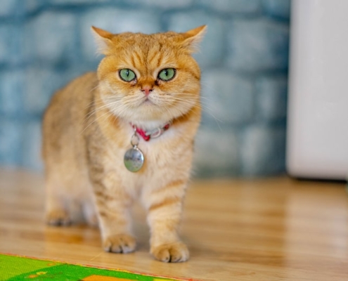 BRITISH SHORTHAIR MIX SCOTTISH FOLD IN ONTARIO