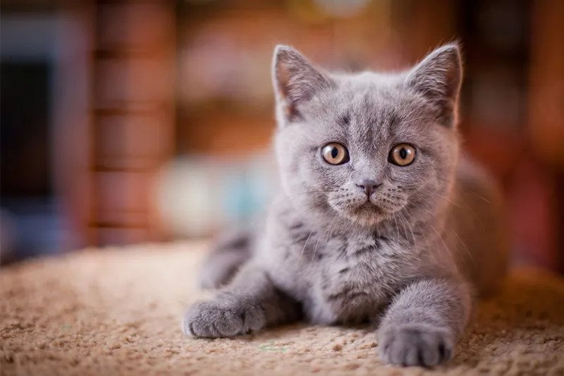 british shorthair kittens for sale in Ontario