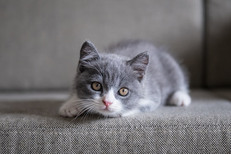 british shorthair kittens for sale in Ontario