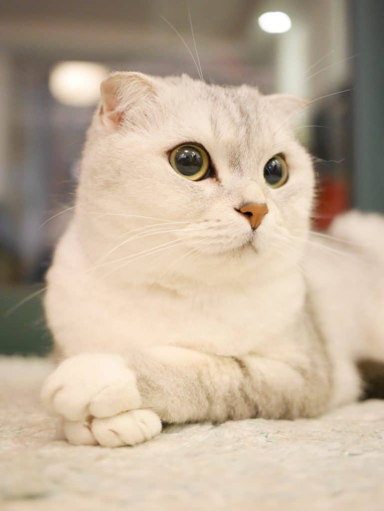 Scottish fold mix in Ontario