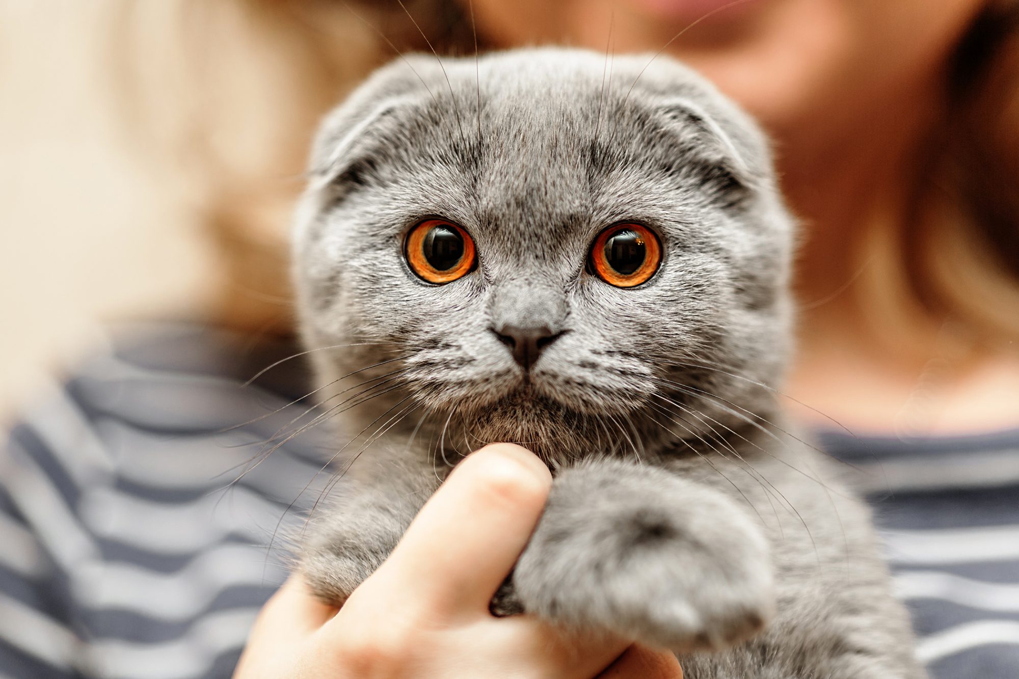 Scottish fold mix in Ontario