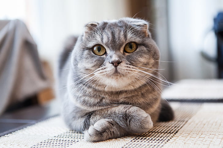 Scottish fold mix in Ontario