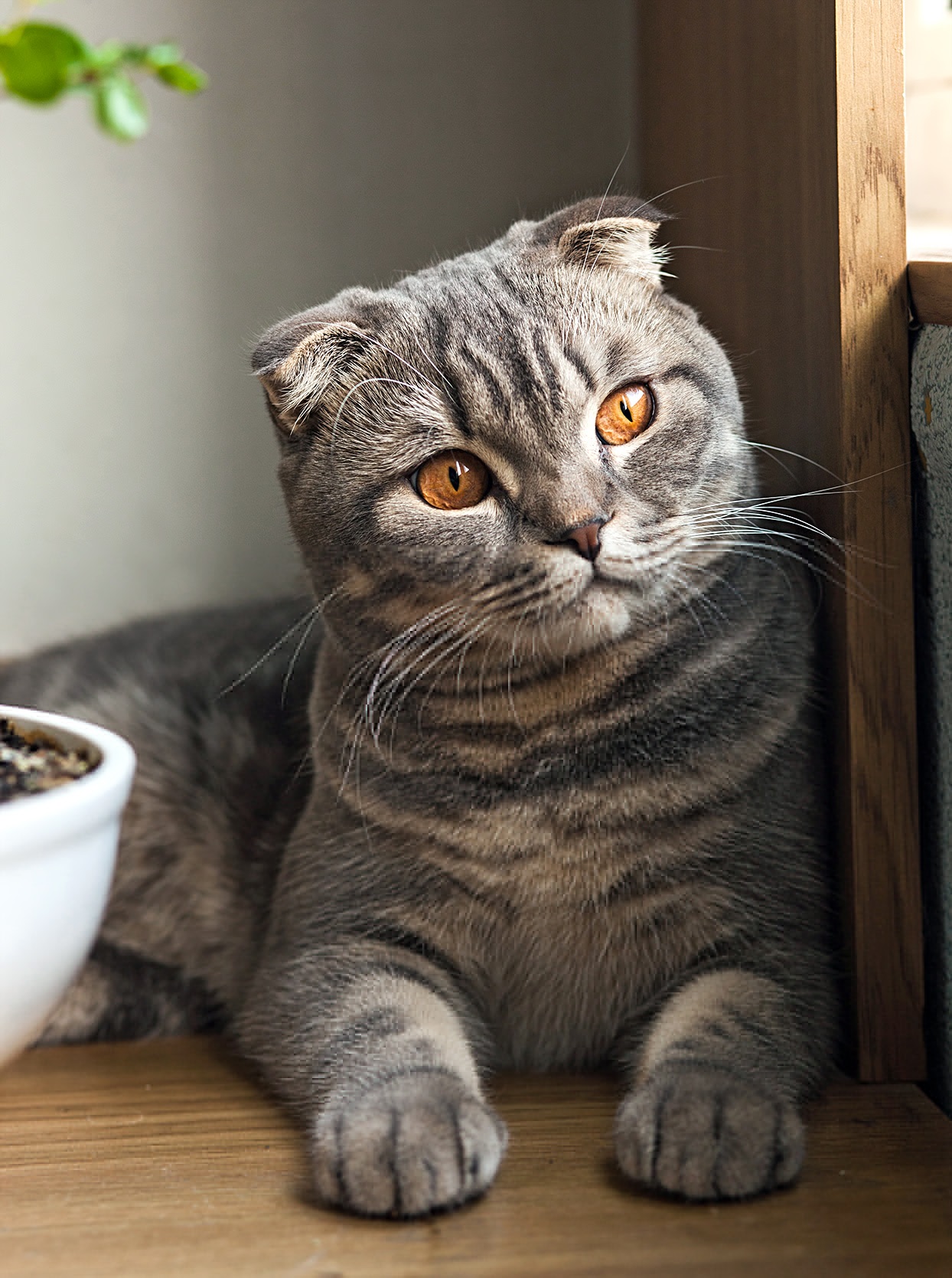 Scottish fold mix in Ontario