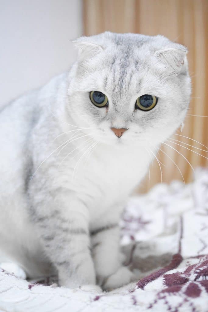 Scottish fold mix in Ontario