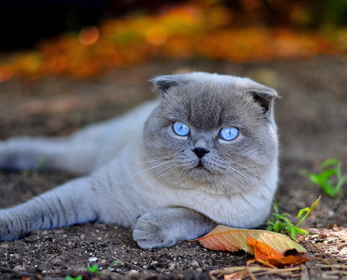 BRITISH SHORTHAIR MIX SCOTTISH FOLD IN ONTARIO