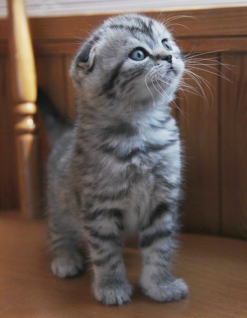 Scottish fold mix in Ontario