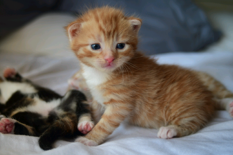 british shorthair kittens for sale in Toronto