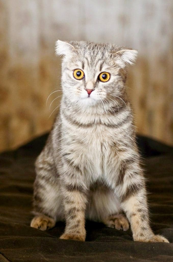 Scottish fold mix in Ontario