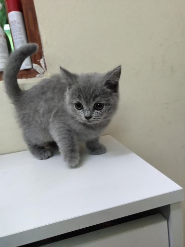 british shorthair kittens for sale in Toronto