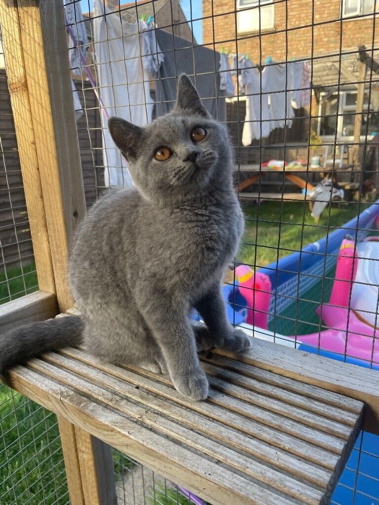 british shorthair kittens for sale in Toronto