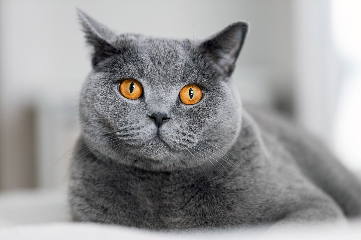 british shorthair kittens for sale in Gatineau