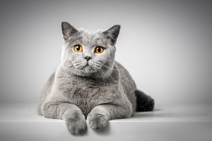 british shorthair kittens for sale in Gatineau