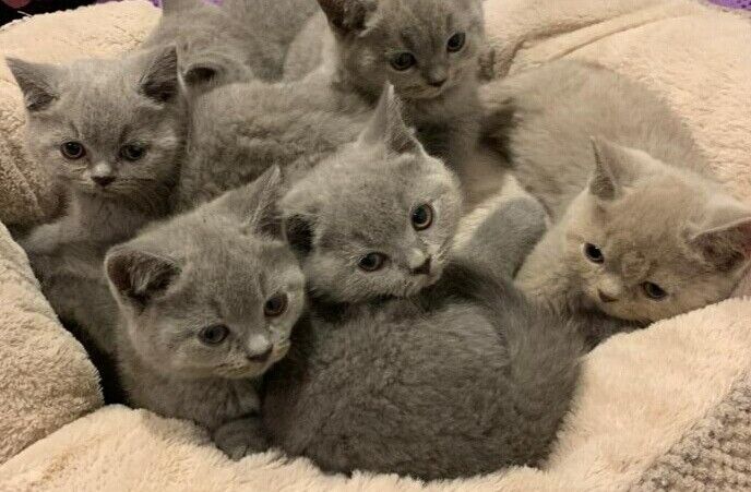 british shorthair kittens for sale in Toronto