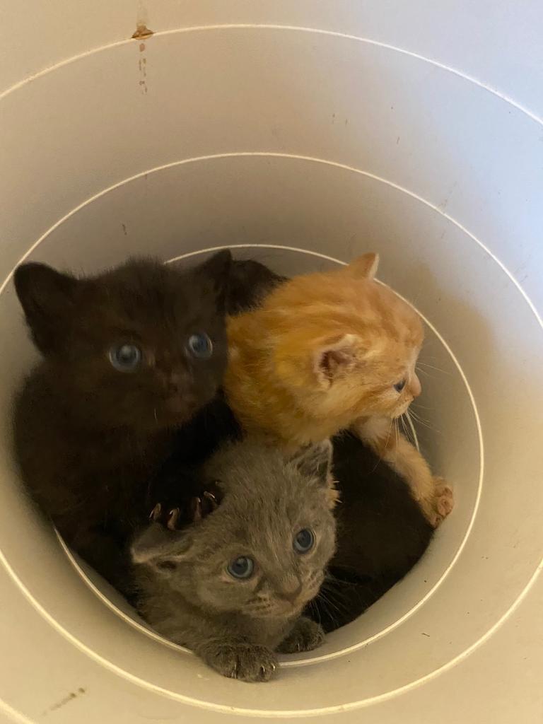 british shorthair kittens for sale in Toronto