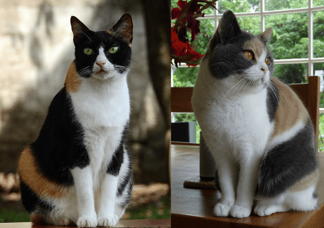 british shorthair kittens for sale in Toronto