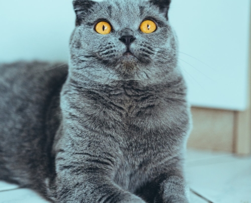 BRITISH SHORTHAIR MIX SCOTTISH FOLD IN ONTARIO