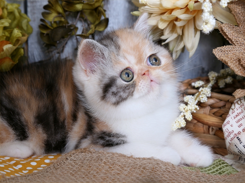 british shorthair kittens for sale in Toronto