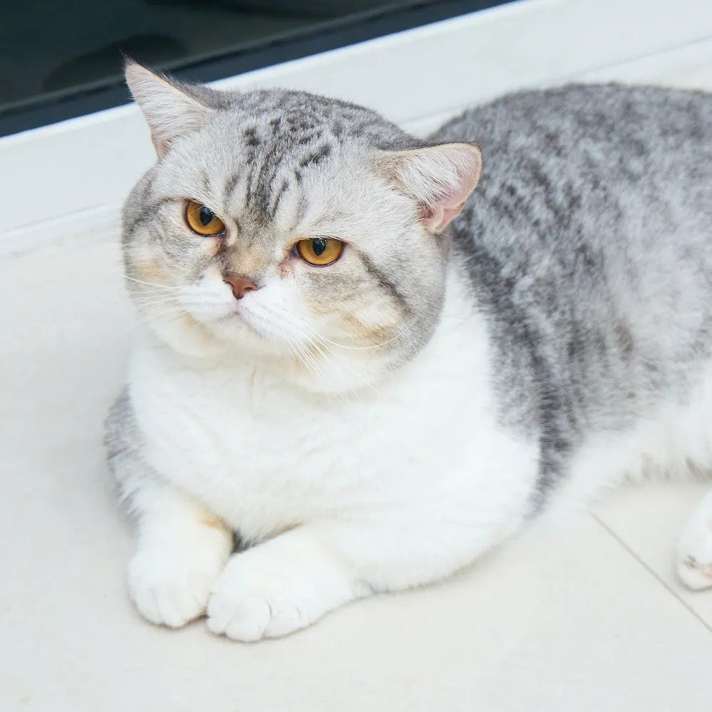 british shorthair kittens for sale in Gatineau