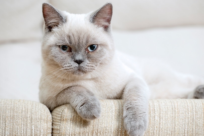 british shorthair kittens for sale in Gatineau