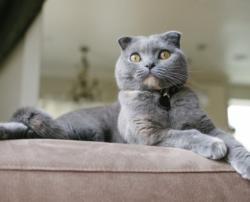 BRITISH SHORTHAIR MIX SCOTTISH FOLD IN ONTARIO