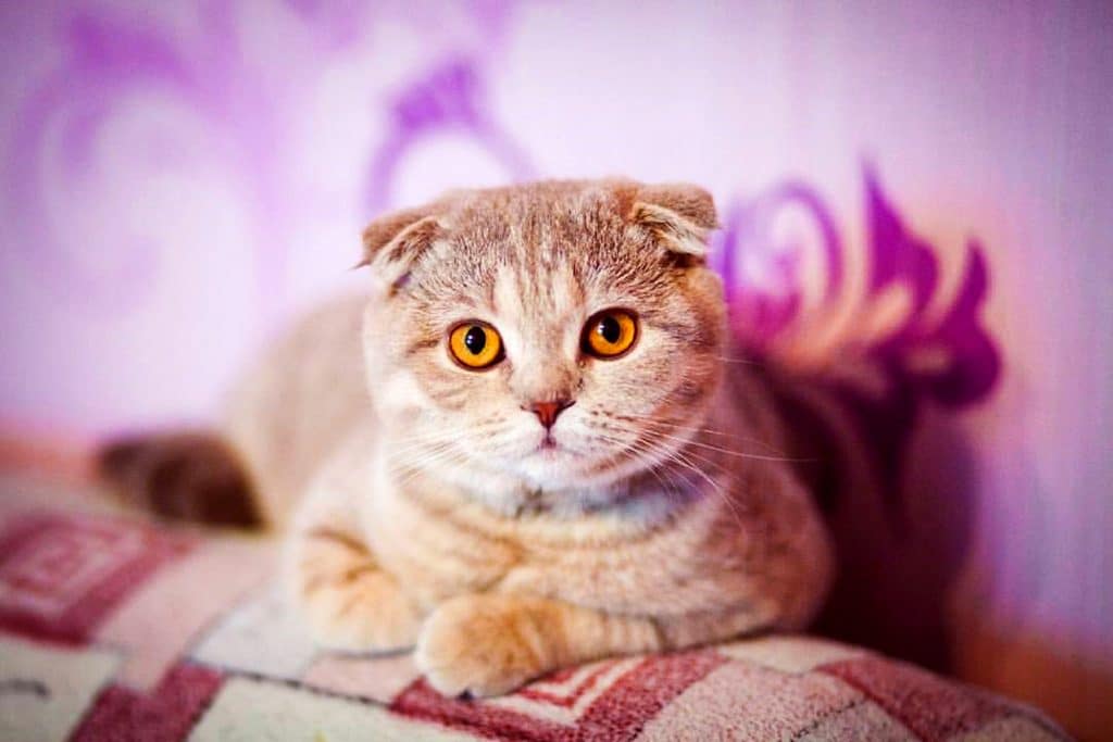 Scottish fold mix in Ontario