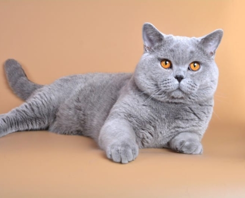 BRITISH SHORTHAIR MIX SCOTTISH FOLD IN ONTARIO