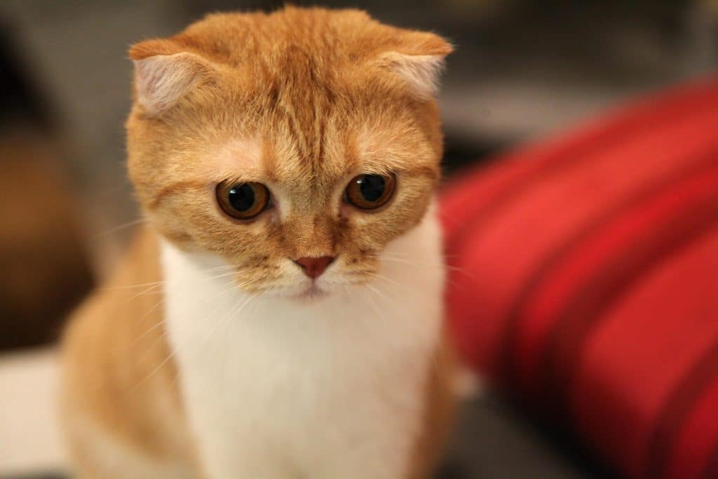 Scottish fold mix in Ontario