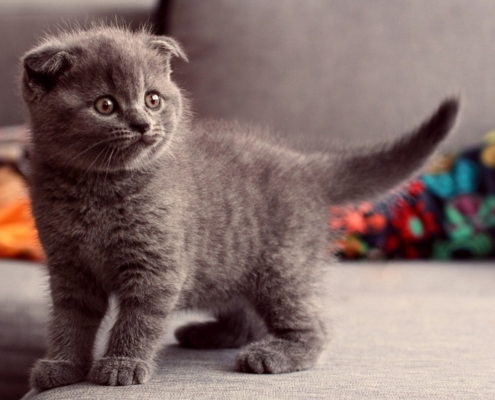 BRITISH SHORTHAIR MIX SCOTTISH FOLD IN ONTARIO