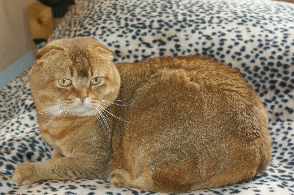 Scottish fold mix in Ontario