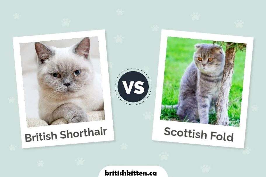 BRITISH SHORTHAIR MIX SCOTTISH FOLD IN OTTAWA