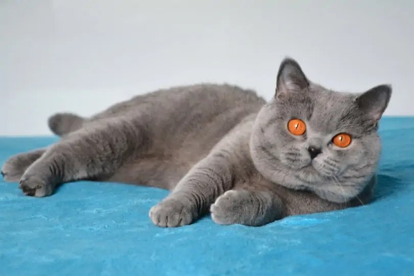 BRITISH SHORTHAIR MIX SCOTTISH FOLD IN OTTAWA