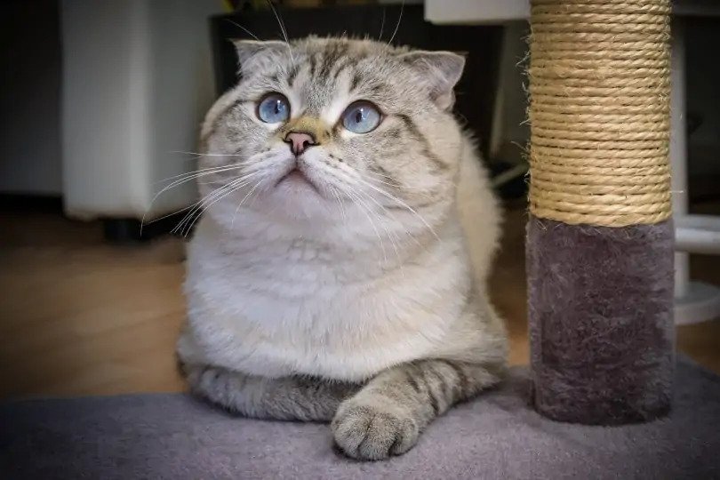 BRITISH SHORTHAIR MIX SCOTTISH FOLD IN OTTAWA